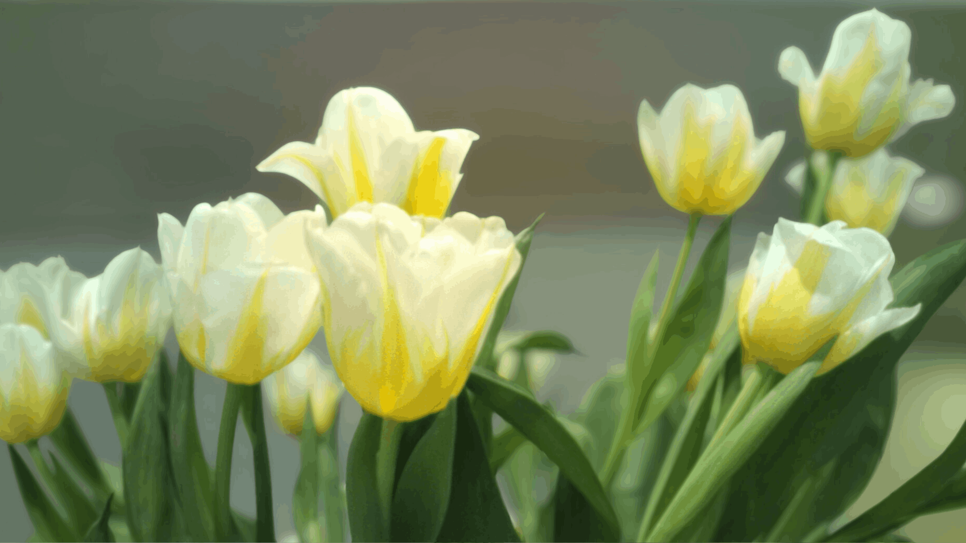 季節ページの花のイメージ