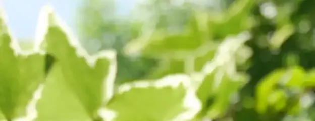 季節特集の初夏号のイメージ花写真