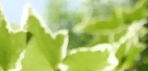 季節特集の初夏号のグリーンイメージ写真